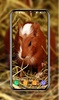 Guinea Pig Wallpapers screenshot 1