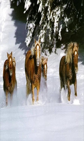 Running Horse LWP - Preview 1