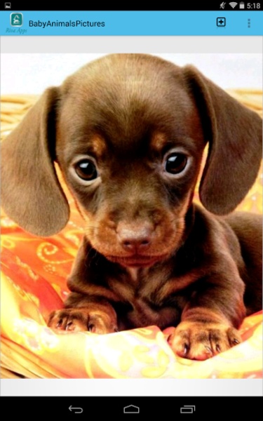 BabyAnimalsPictures - Preview 1