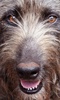 Irish Wolfhound Jigsaw Puzzles screenshot 4