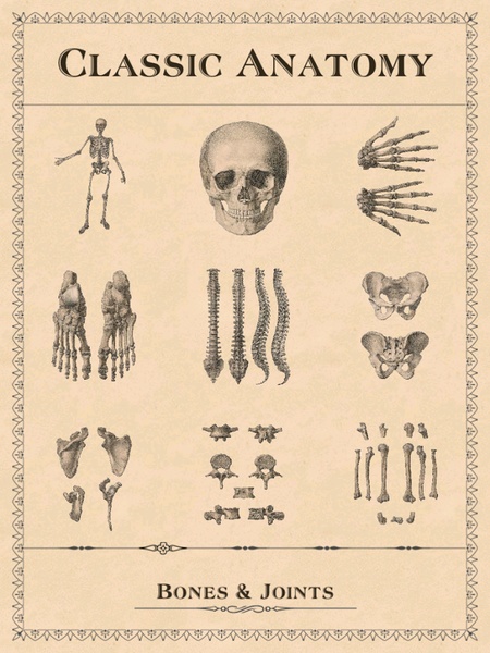 Classic Anatomy - Preview 14