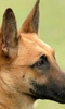 Belgian Malinois Wallpapers screenshot 4