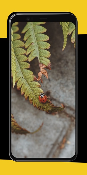 Ladybug Wallpapers - Preview 1