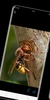wasp wallpaper screenshot 4