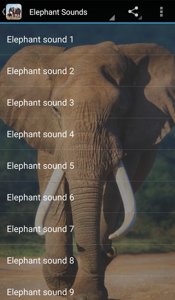 Elephant Sounds - Preview 1