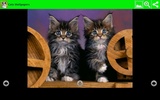 Cats Wallpapers screenshot 3