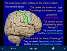 Neuroanatomy - SecondLook screenshot 4