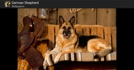 Wallpapers of German Shepherds screenshot 1