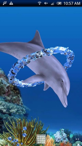 Dolphin Ring Trial - Preview 3
