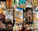Tiger live wallpaper screenshot 7