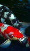 Koi Fish Live Wallpaper screenshot 3