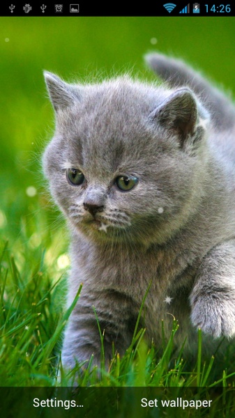 Cat Live Wallpaper - Preview 6