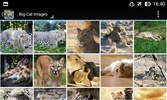 BigCatBG: Big Cat Wallpapers screenshot 7