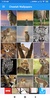 Cheetah Wallpapers: HD Images, Free Pics download screenshot 8