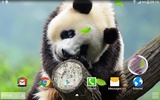 Cute Panda Live Wallpaper screenshot 4