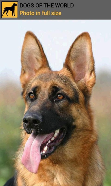 Dogs of the world - Preview 5