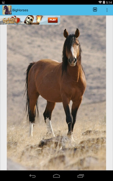 BigHorses - Preview 1