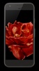 Blooming Rose Video Wallpaper screenshot 1