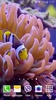 Aquarium Video Live Wallpaper screenshot 3