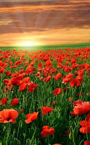 Spring Meadow Live Wallpaper - Preview 5