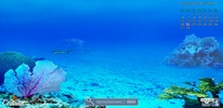 3D Marine Aquarium Screensaver screenshot 2