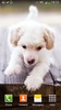 Cute Dogs Live Wallpaper screenshot 5