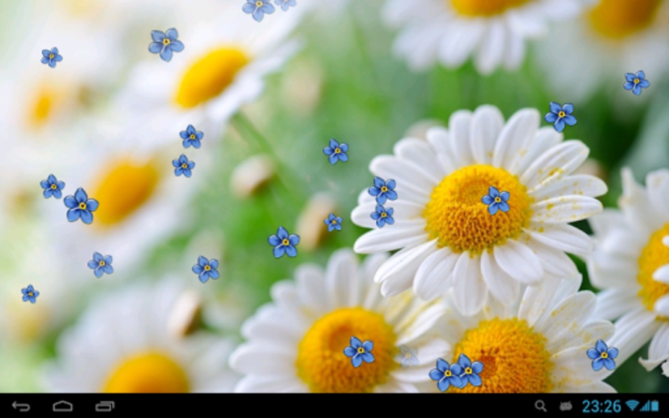 Camomiles wallpaper HD - Preview 2