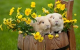 Puzzle - Cute Hamsters screenshot 13