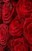 Red Rose Live Wallpaper screenshot 4