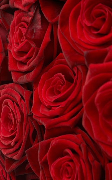 Red Rose Live Wallpaper - Preview 4