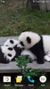 Panda Video Wallpaper screenshot 6