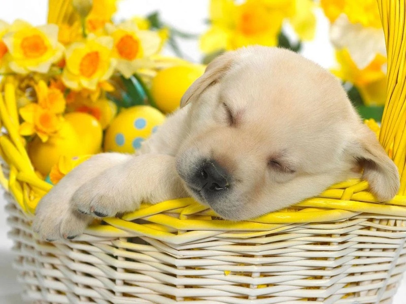 Cute Puppy Dog HD - Preview 5