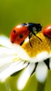 Ladybug Live Wallpaper screenshot 3