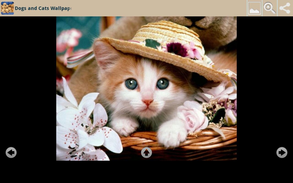 Dogs and Cats Wallpapers - Preview 1