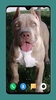 Pitbull Dog Wallpaper 4K screenshot 1