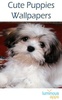 Cute Puppies Wallpapers screenshot 8