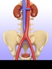 Urinary System screenshot 2