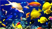 Aquarium and Fishes screenshot 1