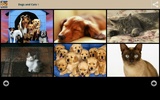 Dogs and Cats Wallpapers screenshot 5