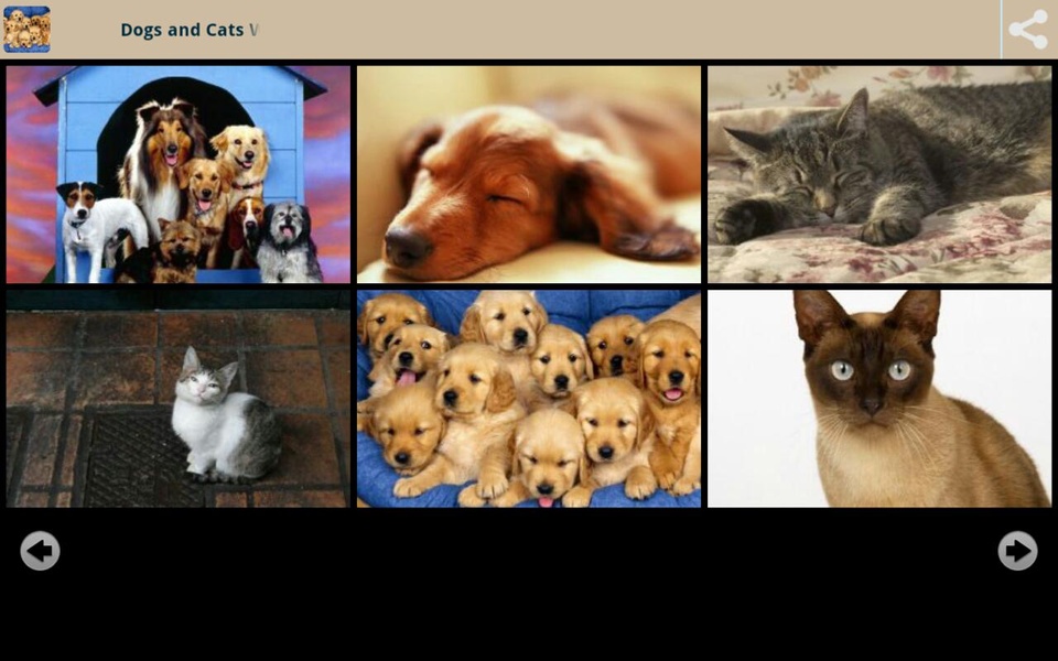 Dogs and Cats Wallpapers - Preview 5