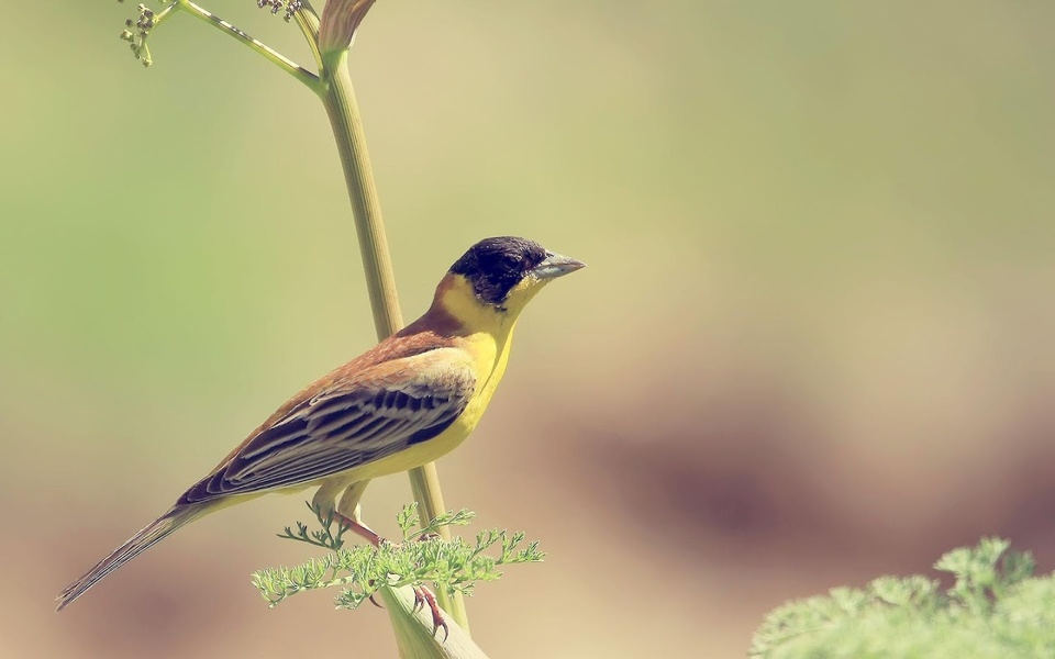 Bird Live Wallpaper - Preview 1