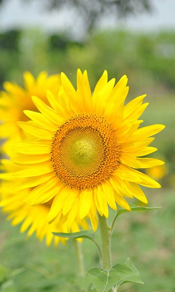 Sunflower Wallpaper - Preview 1