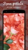 Rose petals 3D Live Wallpapers Free screenshot 4