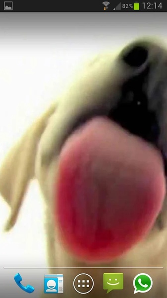 Dog Screen Cleaner LWP Free - Preview 1