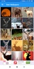 Deer Wallpapers: HD Images,Free Pics download screenshot 8