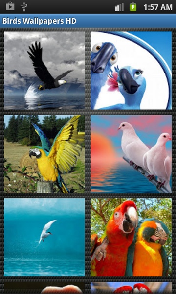 Birds Wallpapers HD - Preview 5