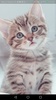 Cute Cats Wallpapers - Kitten screenshot 4