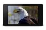 Eagle 3D Video Live Wallpaper screenshot 3