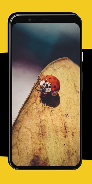 Ladybug Wallpapers - Preview 4