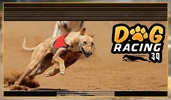 Greyhound Dog Racing 3D screenshot 3